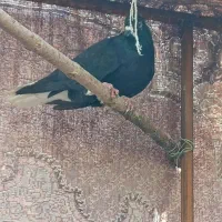 زاغ دم سفید نر