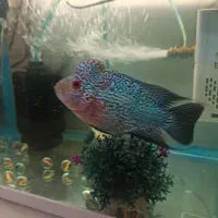 فلاور تایلندی