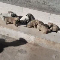 واگذاری سگ|سگ|شهر ری, فیروزآبادی|دیوار