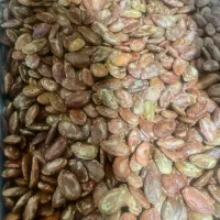 تخمه ژاپنی اجیل سرای تبریز