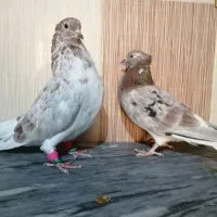 کبوتر دم سفید خوشرنگ وکله ای|پرنده|برازجان, |دیوار