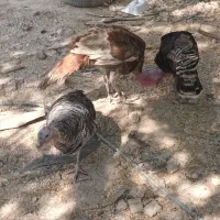 بوغلمون