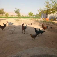 خروس و بوقلمون