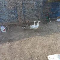 تعویض با مرغ هم می‌کنم|حیوانات مزرعه|کهک, |دیوار