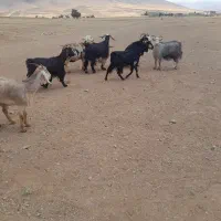 بزز|حیوانات مزرعه|الیگودرز, |دیوار