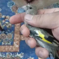 جوجه سهره|پرنده|کرمان, |دیوار