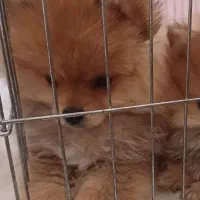 پامرین خرسی