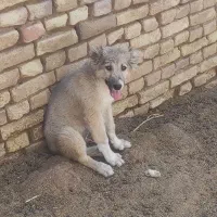 سگ گوسفندی
