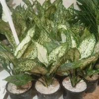 تمام گلها  از ۱۰۰تا ۱۵۰هزار حراج|گل و گیاه طبیعی|نیشابور, ناسیونال|دیوار