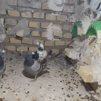 کبوتر