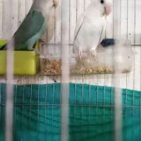 طوطی برزیلی جفت جوان نژاد دار