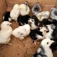 تخم مرغ برهما بلک  و بلو