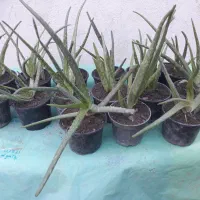 گل آلورا|گل و گیاه طبیعی|گرگان, |دیوار