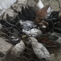 ۳۰ عددجوجه ازنژادمتنوع فقط معاوضه با نیمچه گوسفند