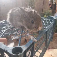 خرگوش پشمالو