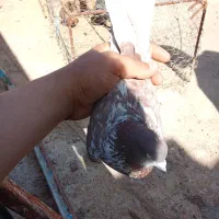 کبوتر زینتی