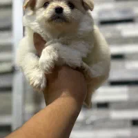 توله کوچولو فنجونی فقط ۳.۸۰۰