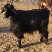 بز کهره دار