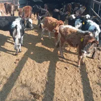 گوساله گیل وگیلدورگ واکسن تب برفکی خورده ۴۳ملیون|حیوانات مزرعه|پیشوا, |دیوار