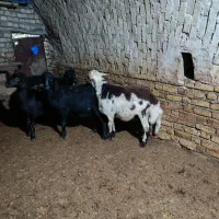 بره نر|حیوانات مزرعه|قیدار, |دیوار