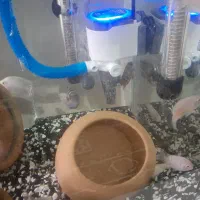 پرت کوتوله و سیچیلاید گور خری