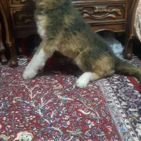 عروسک گرگ پلیشی سایز بزرگ|اسباب‌‌بازی|کرمانشاه, |دیوار