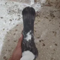 کربلایی ماده|پرنده|شیروان (خراسان), |دیوار