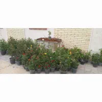 طراحی  فضایی سبز  باغبانی  کاشت  هرس سمپاشی|خدمات باغبانی و درختکاری|قم, پردیسان|دیوار