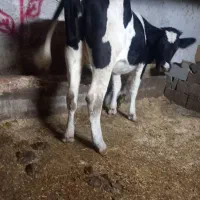 گوساله ماده ۲۷۰ کیلویی۱۷ماهه