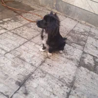 سگ اشپیتز|سگ|کرج, حصارک پایین|دیوار