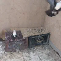کبوتر کربلایی معاوضه