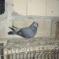 سبزآبادانی ماده