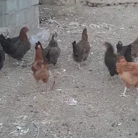 مرغ .تعدادی فریح ۷ماهه .جوان تازه تخم میزارن|حیوانات مزرعه|مرند, |دیوار