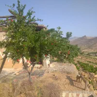 باغ انگور یاقوتی ۳۰۰۰ متری|فروش دفتر صنعتی، کشاورزی، تجاری|شیراز, ویلاشهر|دیوار