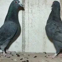 جفت آلمانی|پرنده|سرایان, |دیوار