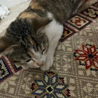 واگذاری گربه