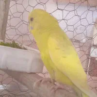 مرغ عشق سخن گوه نر1عدد|پرنده|رودشت (چهارمحال و بختیاری), |دیوار