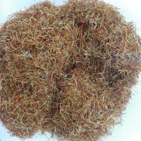 پخش ریشه زعفران|خوردنی و آشامیدنی|اصفهان, لاله|دیوار