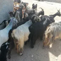 بز داشتی