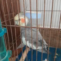 عروس هلندی