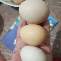 تخم مرغ محلی تازه