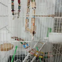 قفس پرنده|لوازم جانبی حیوانات|شیروان (خراسان), |دیوار