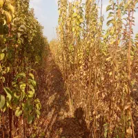 فروش نهال آقای رحمانی با20سال سابقه|خدمات باغبانی و درختکاری|محمدیه-قزوین, |دیوار