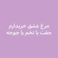 مرغ عشق|پرنده|بندرعباس, |دیوار