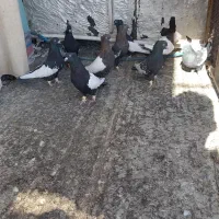 دسته سینه|پرنده|مرودشت, ثبت احوال|دیوار