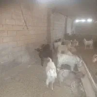 کره گوشتی|حیوانات مزرعه|شهر بابک, |دیوار