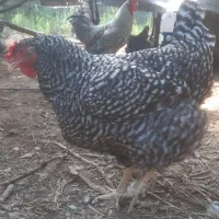 فروش جوجه ی  نژاد امروک  امریکایی|حیوانات مزرعه|لنگرود, |دیوار