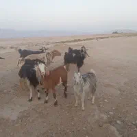 زرین دشت