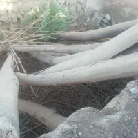 خرید تیرچوب چنار.اتاقی چوب سقفی ساختمانی.وضایعات|خدمات باغبانی و درختکاری|ماهیدشت, |دیوار