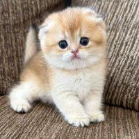 مجموعه گربه های زیبا و پرورش خانگی و آرام|گربه|شیراز, ابیوردی|دیوار